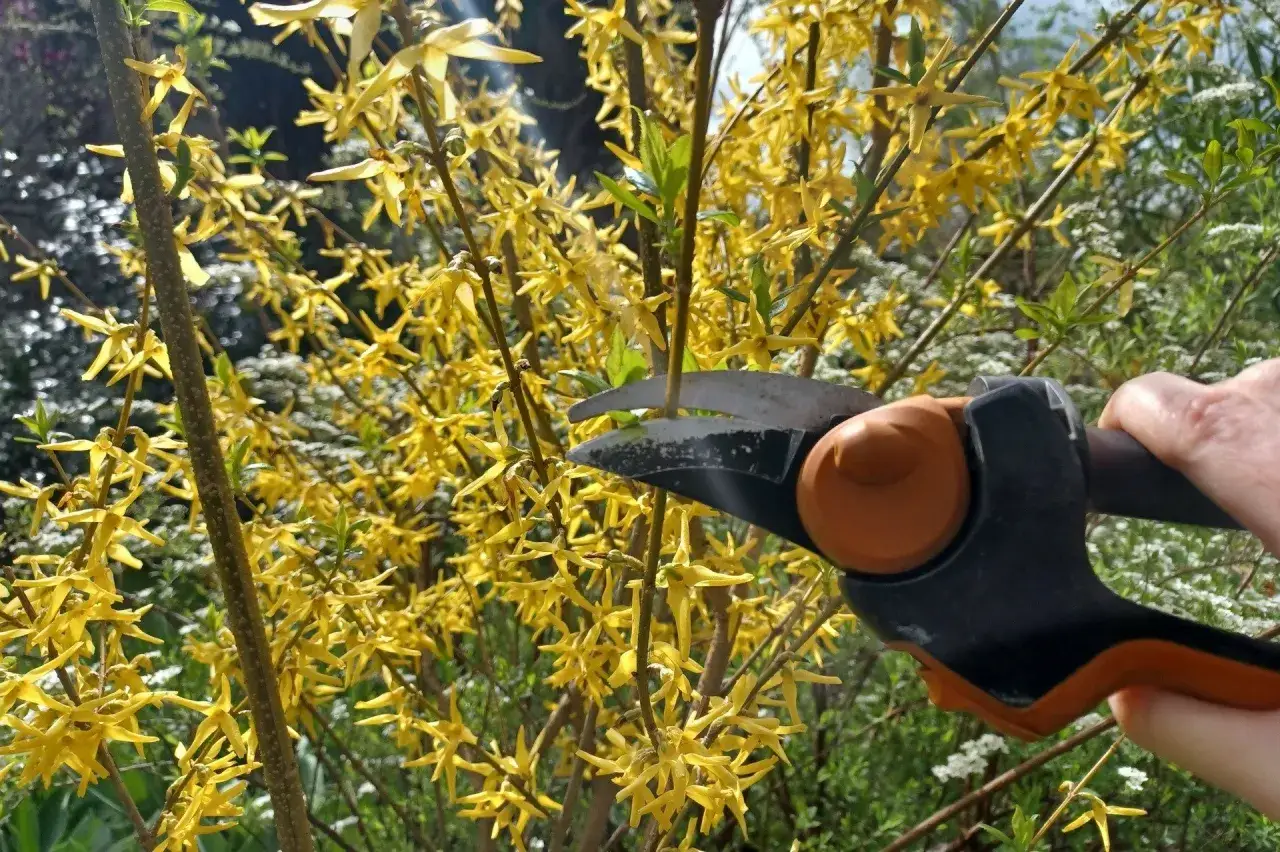 Ręka trzyma sekator, gotowa do przycinania kwitnącej forsycji. To idealny moment, by zadbać o jej kształt po kwitnieniu.