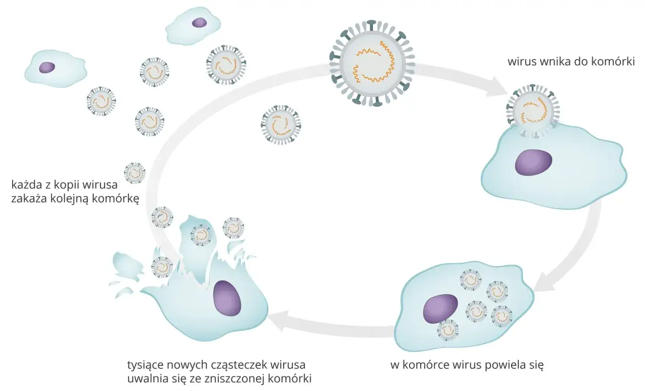 Ewolucja wirus&oacute;w adaptacja i mutacje