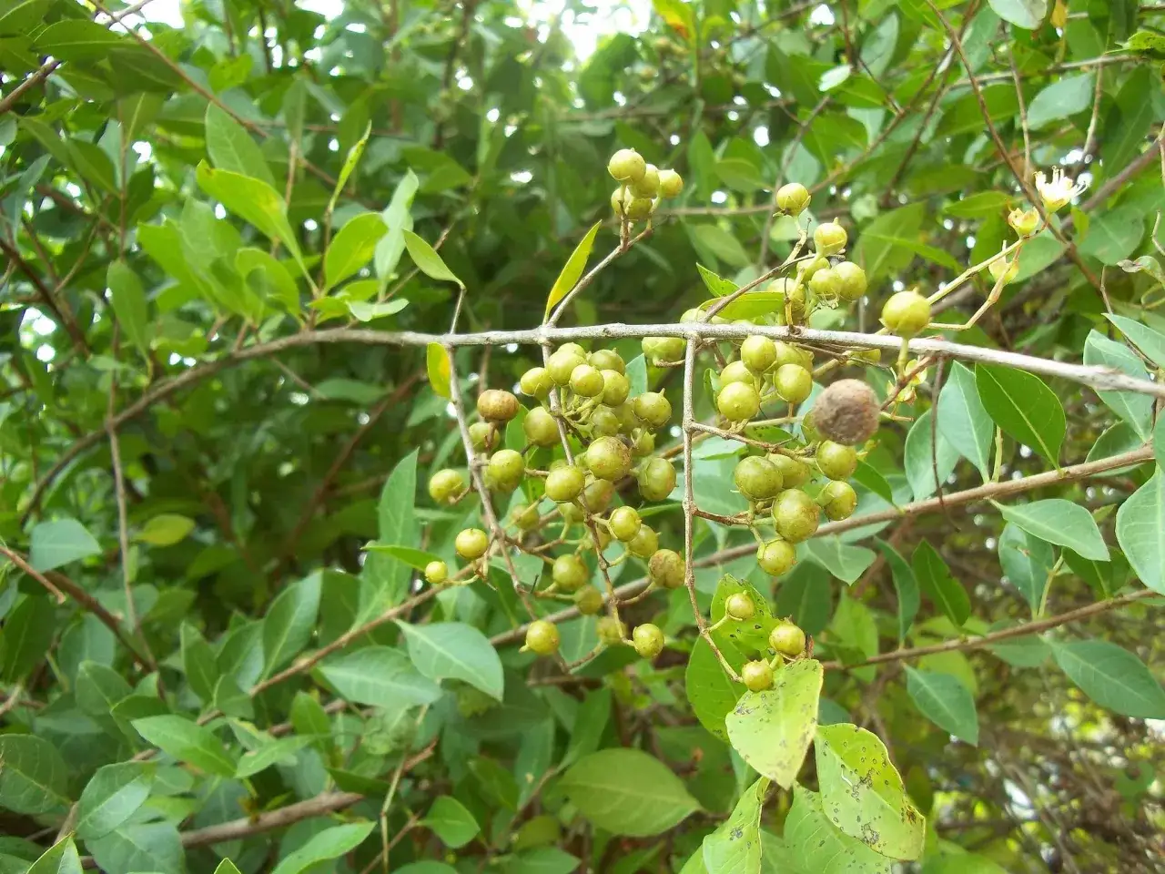 Lawsonia inermis krzew