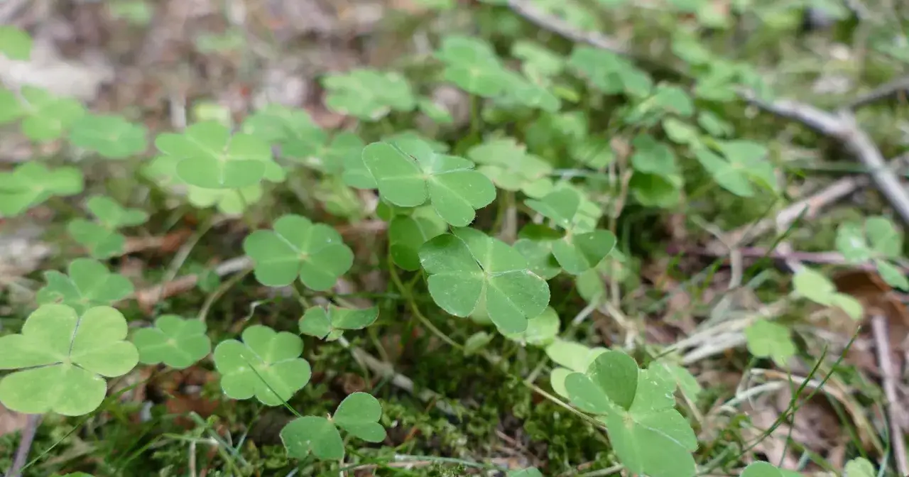 koniczyna biała vs szczawik zajęczy porównanie
