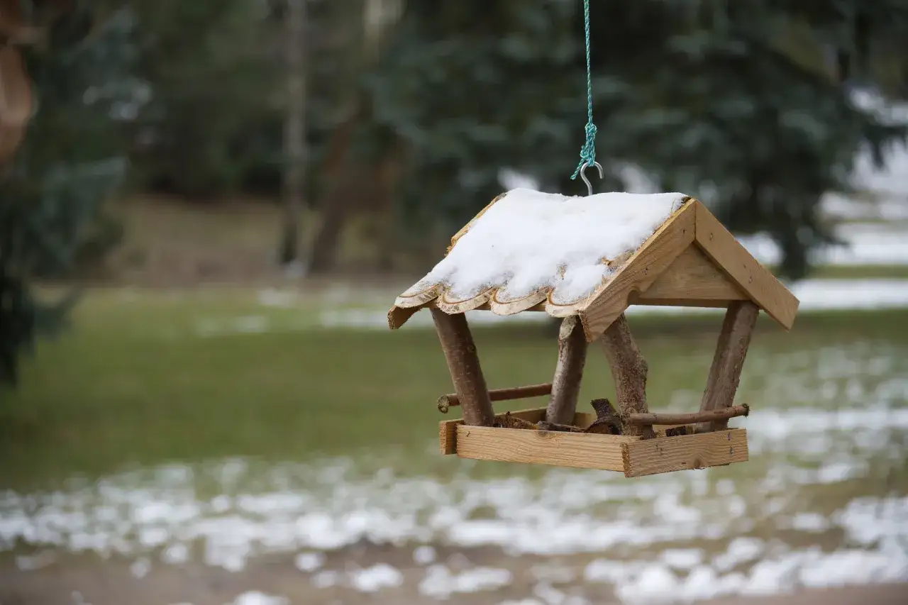 bezpieczny karmnik dla ptak&oacute;w umiejscowienie