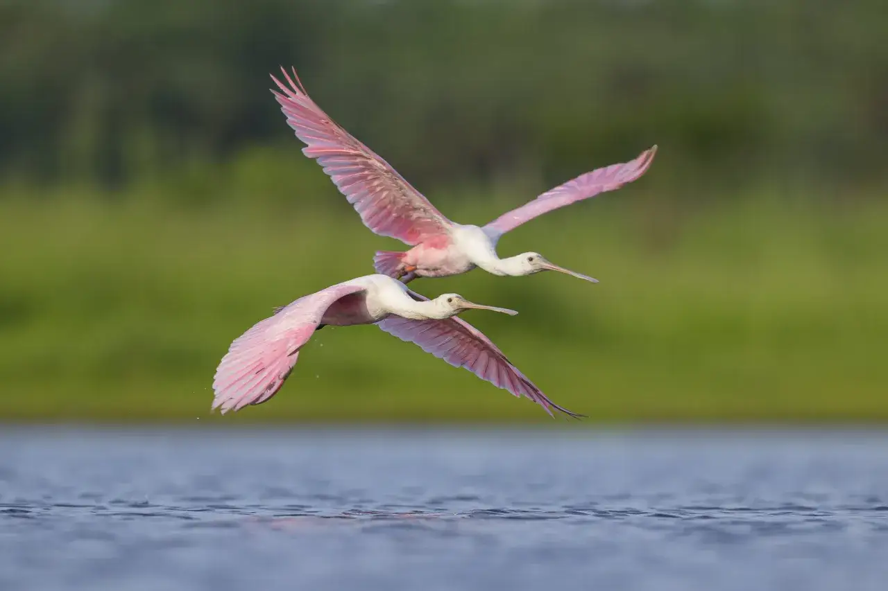 Dwa r&oacute;żowe ibisy szablodzi&oacute;b latają nisko nad wodą. Ta fotografia ptak&oacute;w uchwyciła ich piękno.