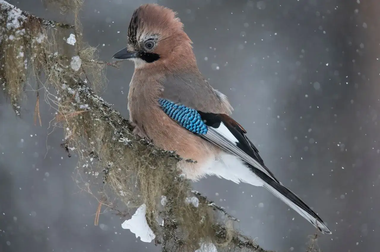 Sójka z błękitnymi piórami na skrzydle siedzi na gałęzi w śnieżny dzień. To dowód, że sójki zimują w Polsce.