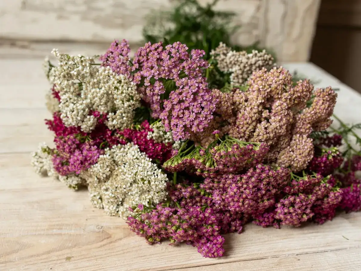 Bukiet z r&oacute;żowych i białych krwawnik&oacute;w, gotowy do tworzenia pięknej sztuki układania kwiat&oacute;w.