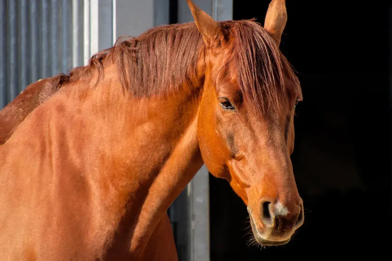 Brązowy koń z grzywą, z uwagą na jego pysk. W tle widać fragment stajni. Warto pamiętać o profilaktyce przeciwko herpes u koni.