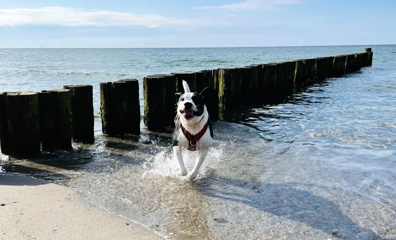 Szczęśliwy pies biegnie przez wodę przy falochronie. W tle widać morze i niebo. Idealne miejsce na wakacje z domkami nad morzem z psem.