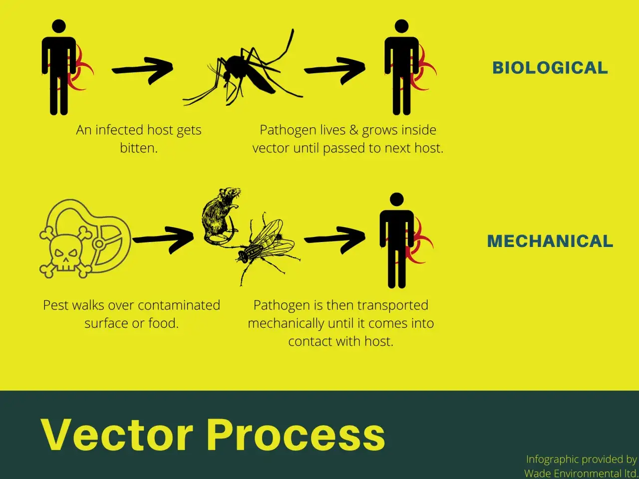 Biologiczny wektor przenosi patogeny, gdy komar ugryzie chorego. Mechaniczny wektor, jak mucha, przenosi je na jedzeniu.