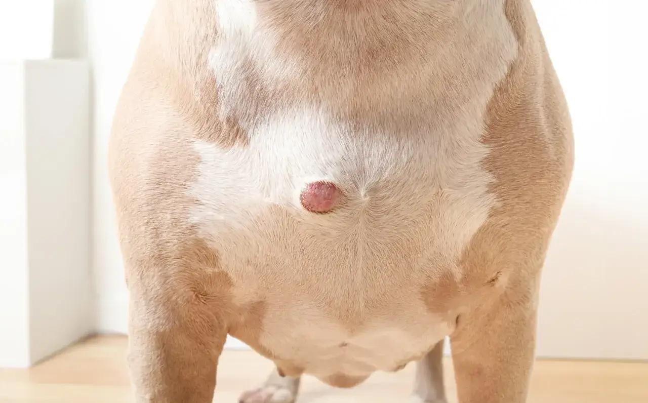 Widoczny ruchomy guzek pod sk&oacute;rą u psa, na jasnym futrze.