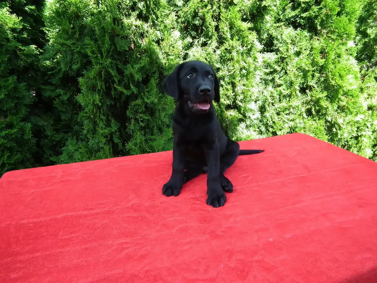 Labrador z miską jedzenia, zamyślony właściciel