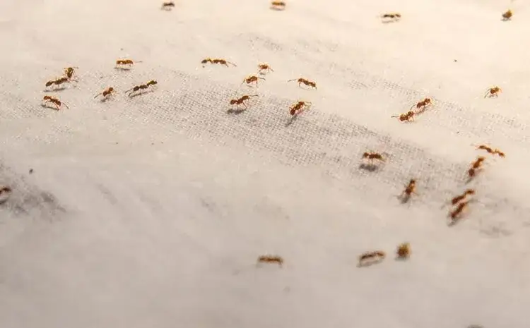 Zdjęcie Jak szybko rozmnażają się mrówki i co to oznacza dla Twojego domu
