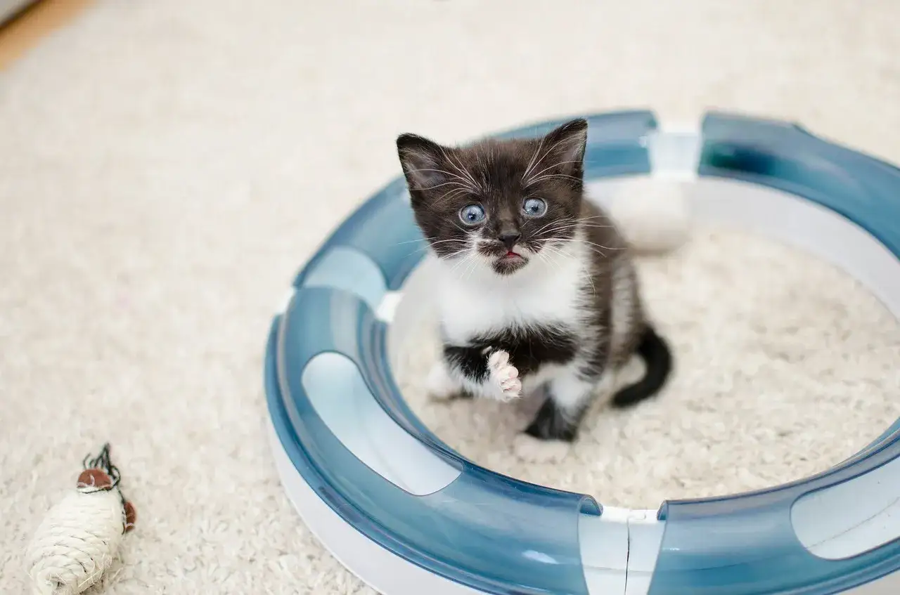 Mały kotek z czkawką, siedzący w okrągłej zabawce, z zabawną miną.