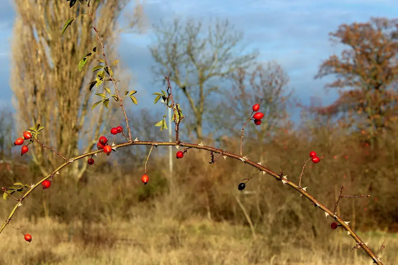 Gałąź dzikiej róży z czerwonymi owocami i kolcami. Czy to głóg? Różnica jest widoczna w kształcie i kolorze owoców.