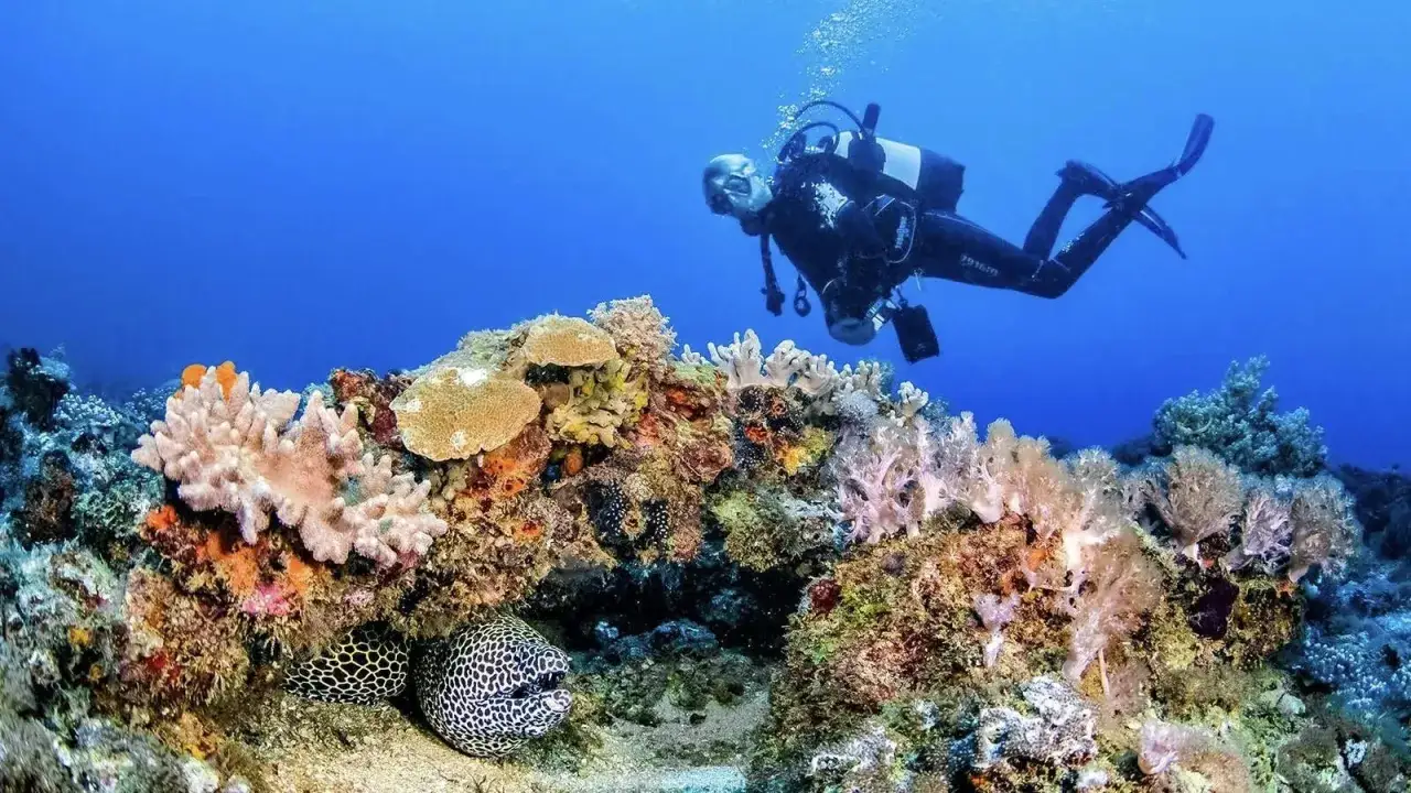 Nurkowanie wśr&oacute;d barwnych raf koralowych, gdzie widać płetwonurka i dwie mureny. To jedno z najlepszych miejsc do nurkowania.