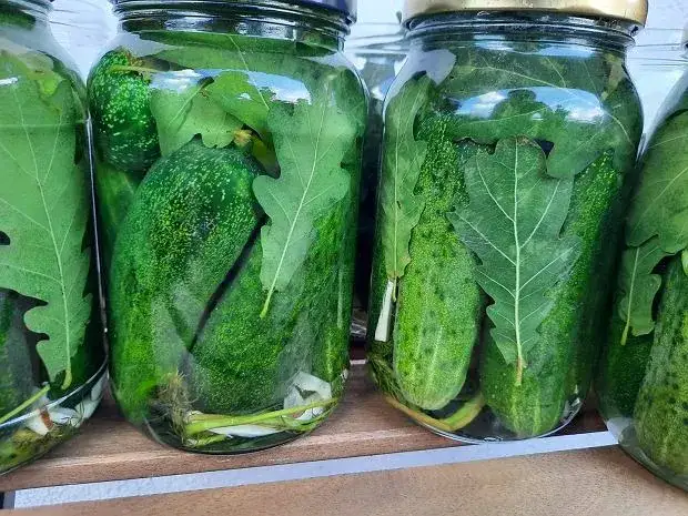 Świeże og&oacute;rki do kiszenia z liśćmi dębu i chrzanu