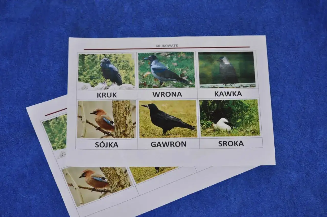 r&oacute;żnice w rozmiarze kruk gawron kawka por&oacute;wnanie