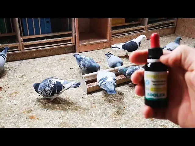 żółty guzek w dziobie gołębia, rzęsistkowica objawy