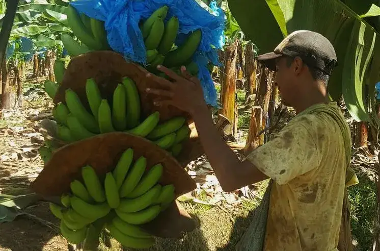 plantacja banan&oacute;w Kostaryka ekoturystyka