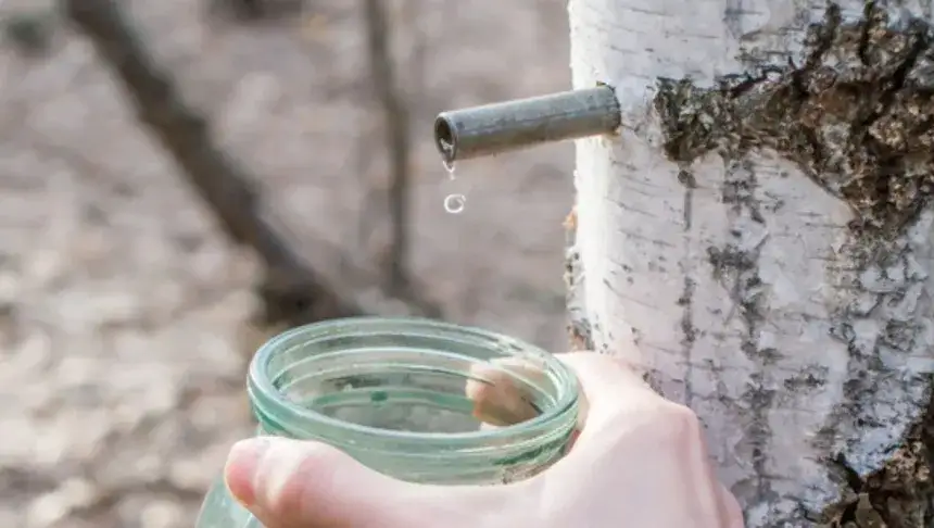 sok z brzozy na włosy i sk&oacute;rę przed i po