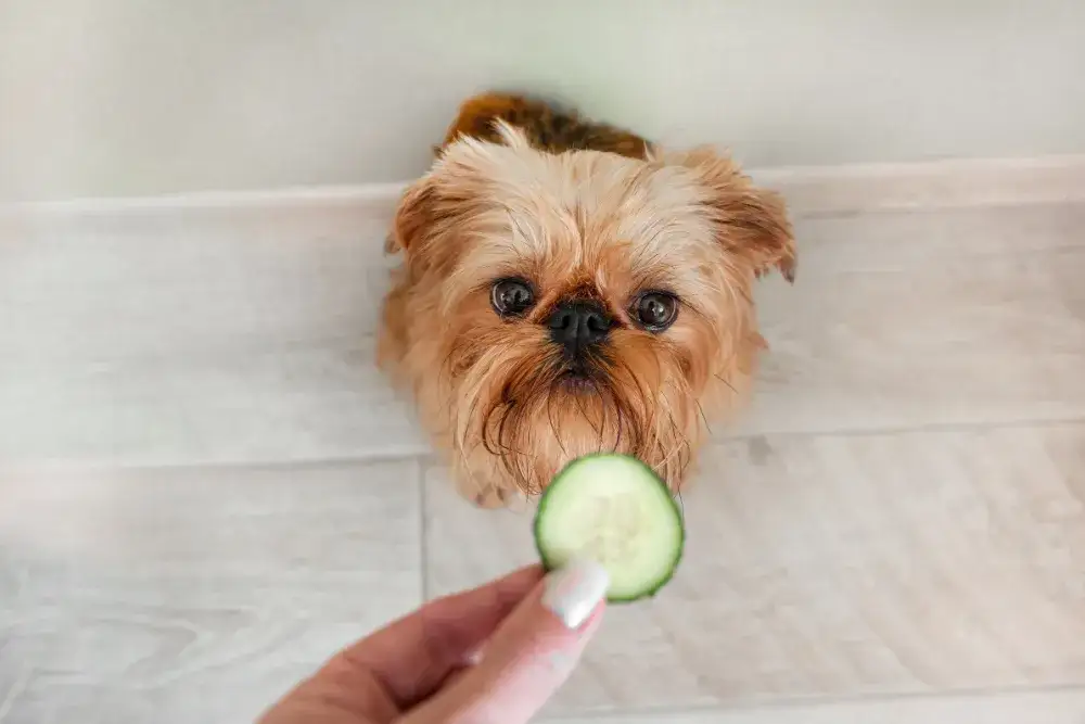 Zdjęcie Czy pies może jeść ogórka? Sprawdź, co musisz wiedzieć o bezpieczeństwie