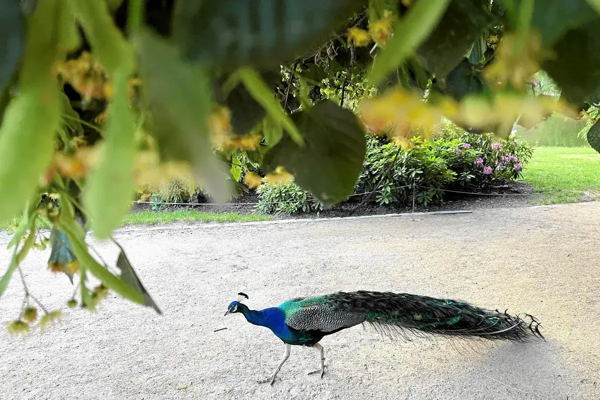 Ogrody Łazienki Kr&oacute;lewskie pawie