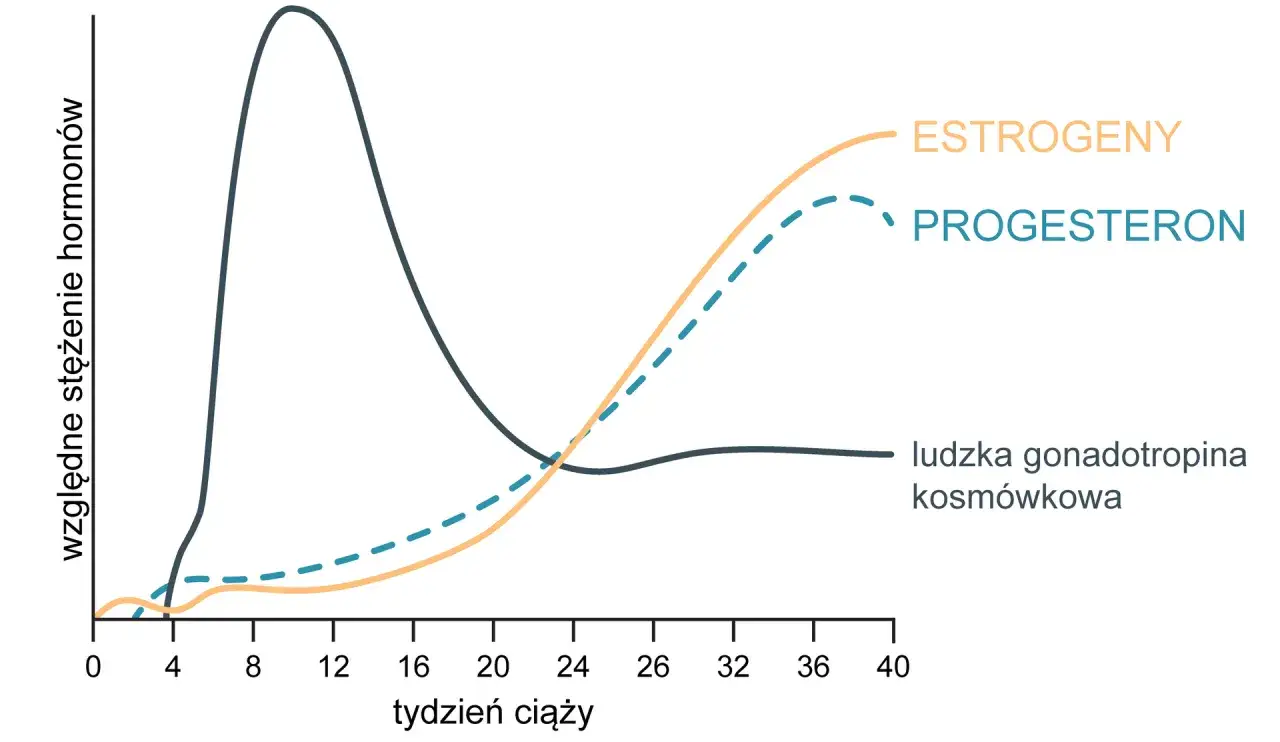 hormony w ciąży i podczas owulacji