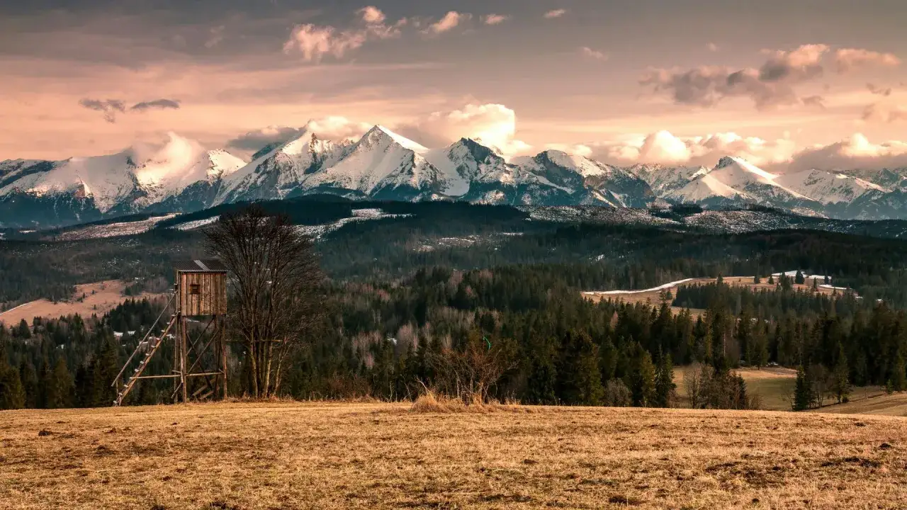 Tatry w październiku: ośnieżone szczyty, ciemny las i drewniana wieża widokowa na tle złotej trawy.