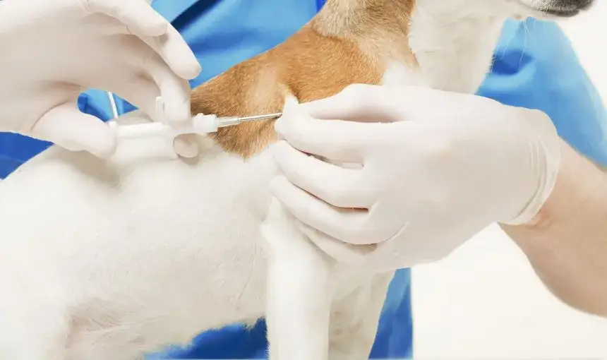 pies mikroczip weterynarz