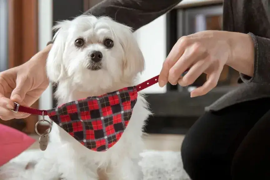 Zdjęcie Czy pies powinien nosić obrożę cały czas? Sprawdź, co musisz wiedzieć