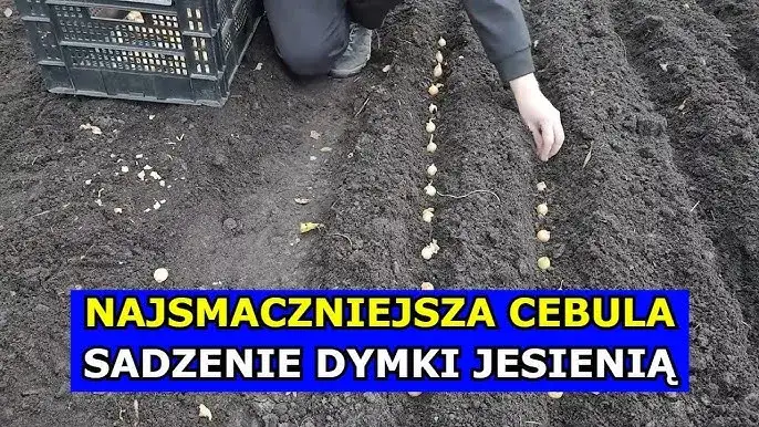 sadzenie cebuli dymki jesienią