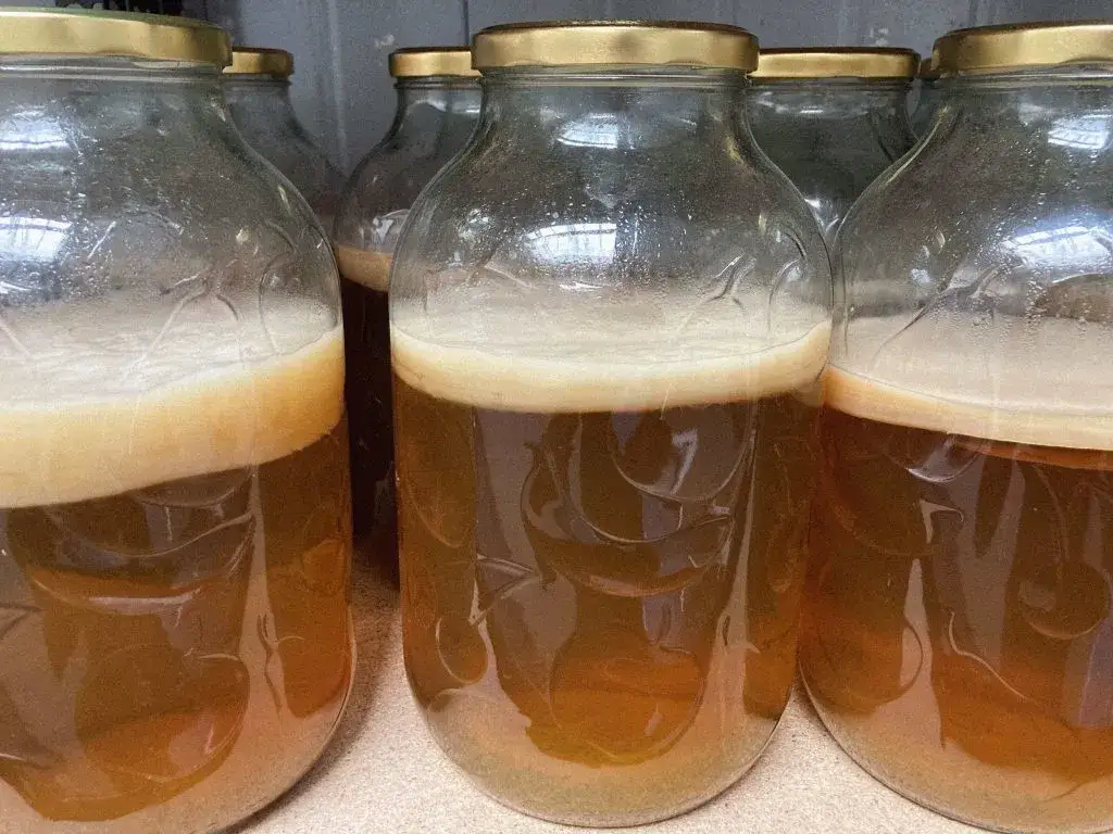 etapy fermentacji kombuchy