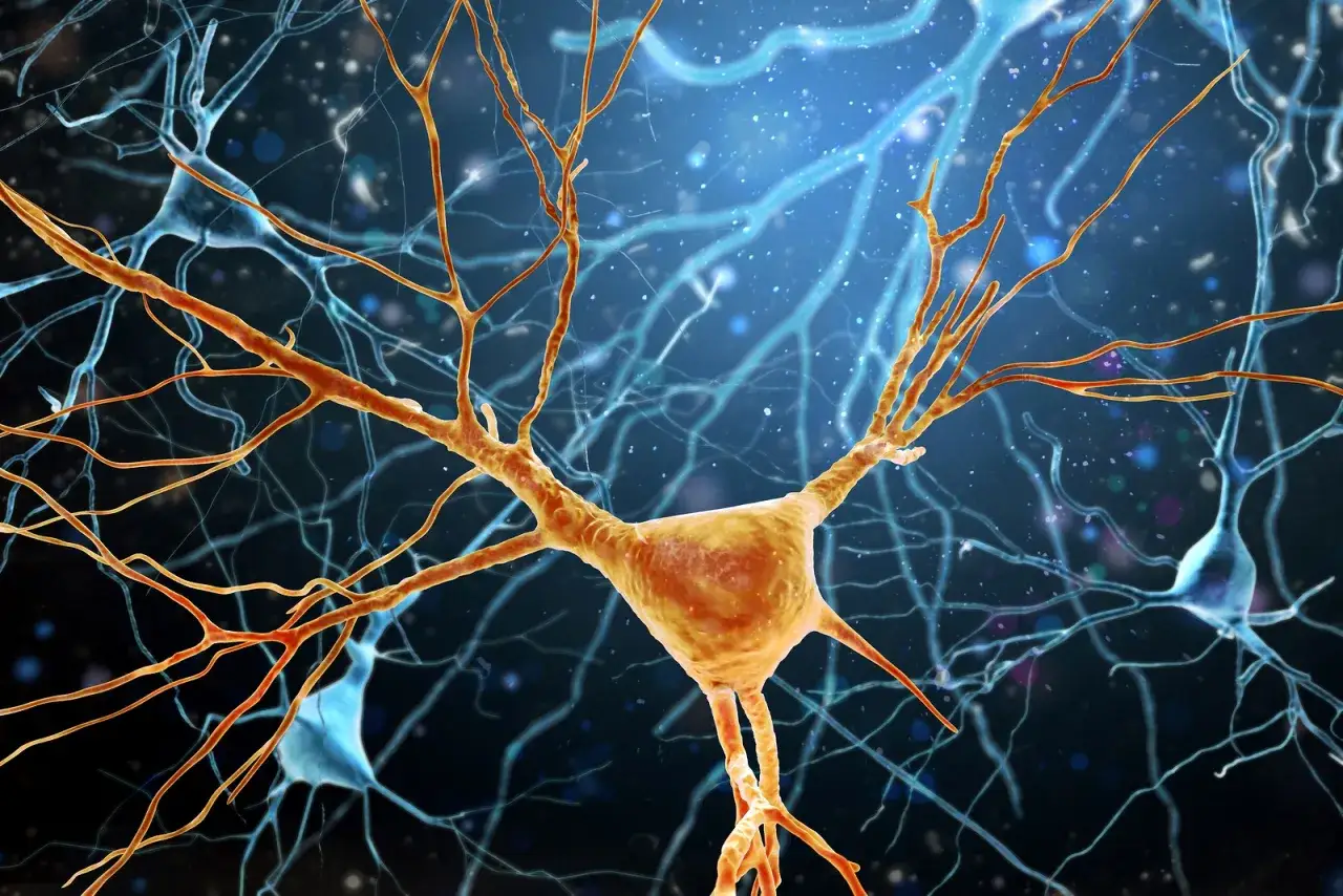 neuroprzekaźniki zakochanie mózg