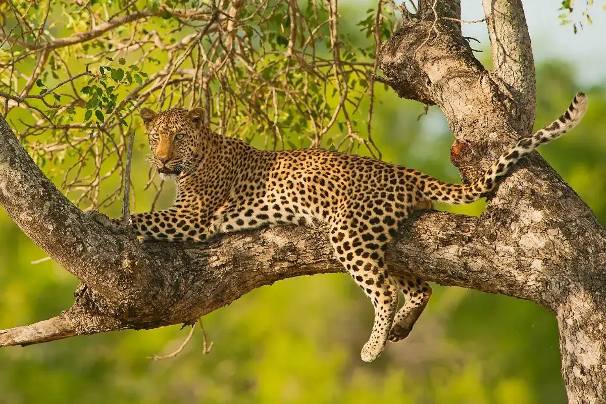 Lampart odpoczywa na drzewie podczas safari w Serengeti. Jego cętki doskonale wtapiają się w otoczenie.