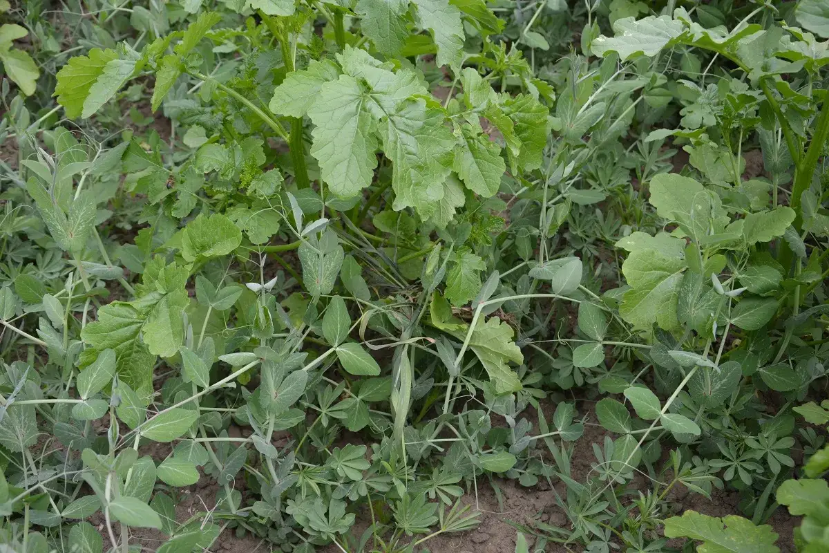 Groch jako poplon korzyści