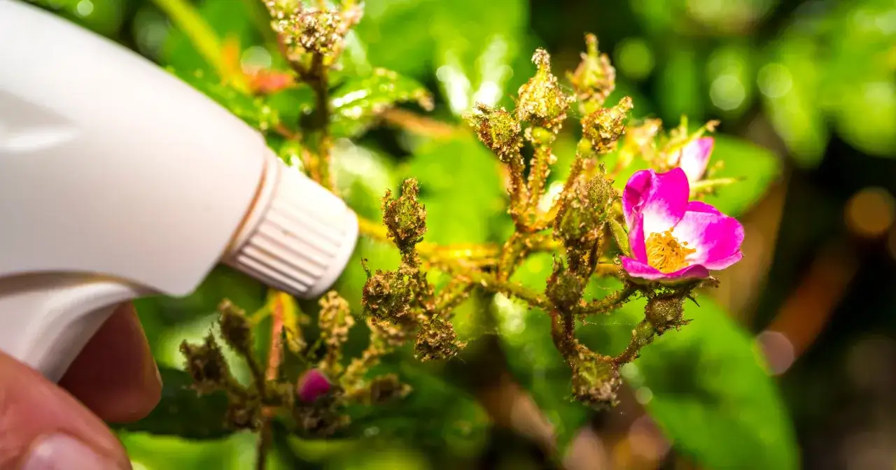 Opryskiwanie pąk&oacute;w kwiat&oacute;w płynem do naczyń na mszyce. Widać białą końc&oacute;wkę atomizera i zielone liście w tle.