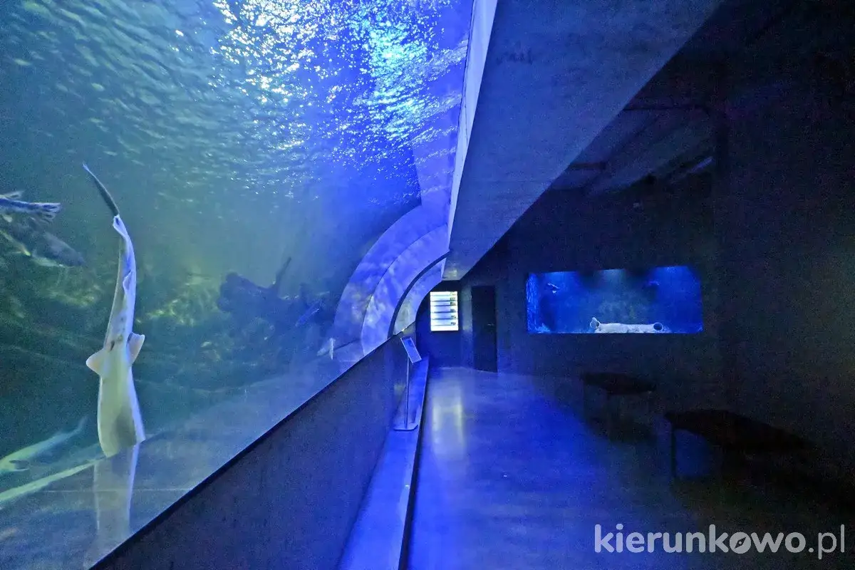 Zdjęcie Oceanarium w Międzyzdrojach - atrakcje, godziny otwarcia i ceny biletów