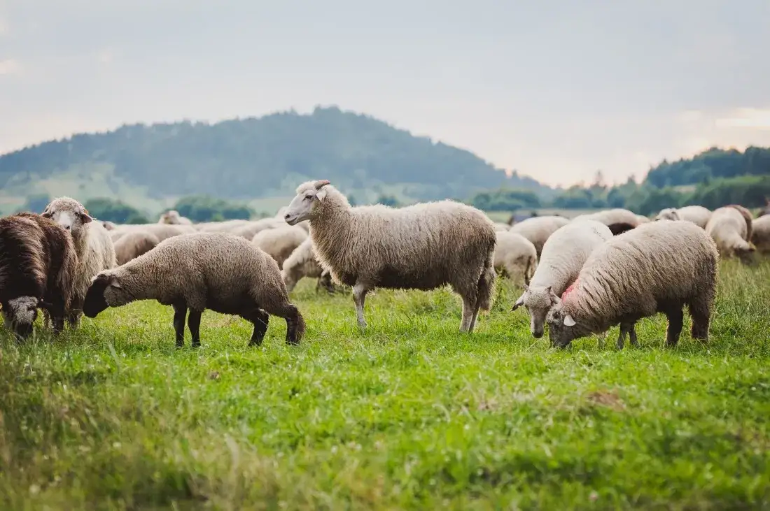 Zdjęcie Czy hodowla owiec jest opłacalna? Kluczowe czynniki wpływające na zyski