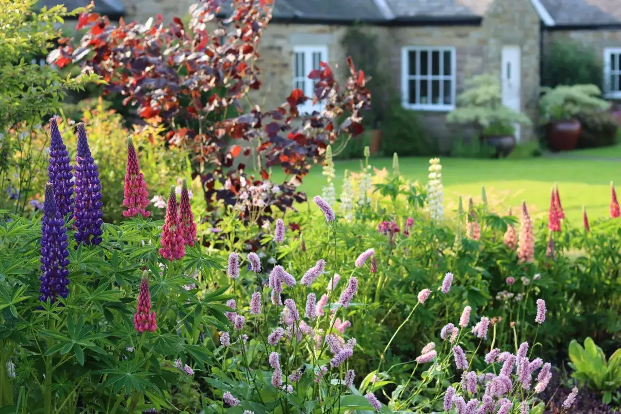 Kwiaty łubinu i tawuły tworzą barwny kobierzec w pięknym ogrodzie w stylu angielskim.