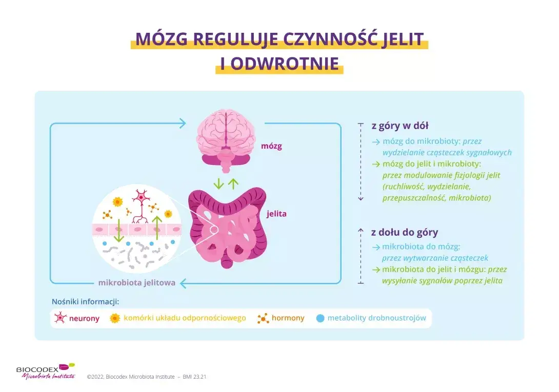 oś jelita m&oacute;zg grafika