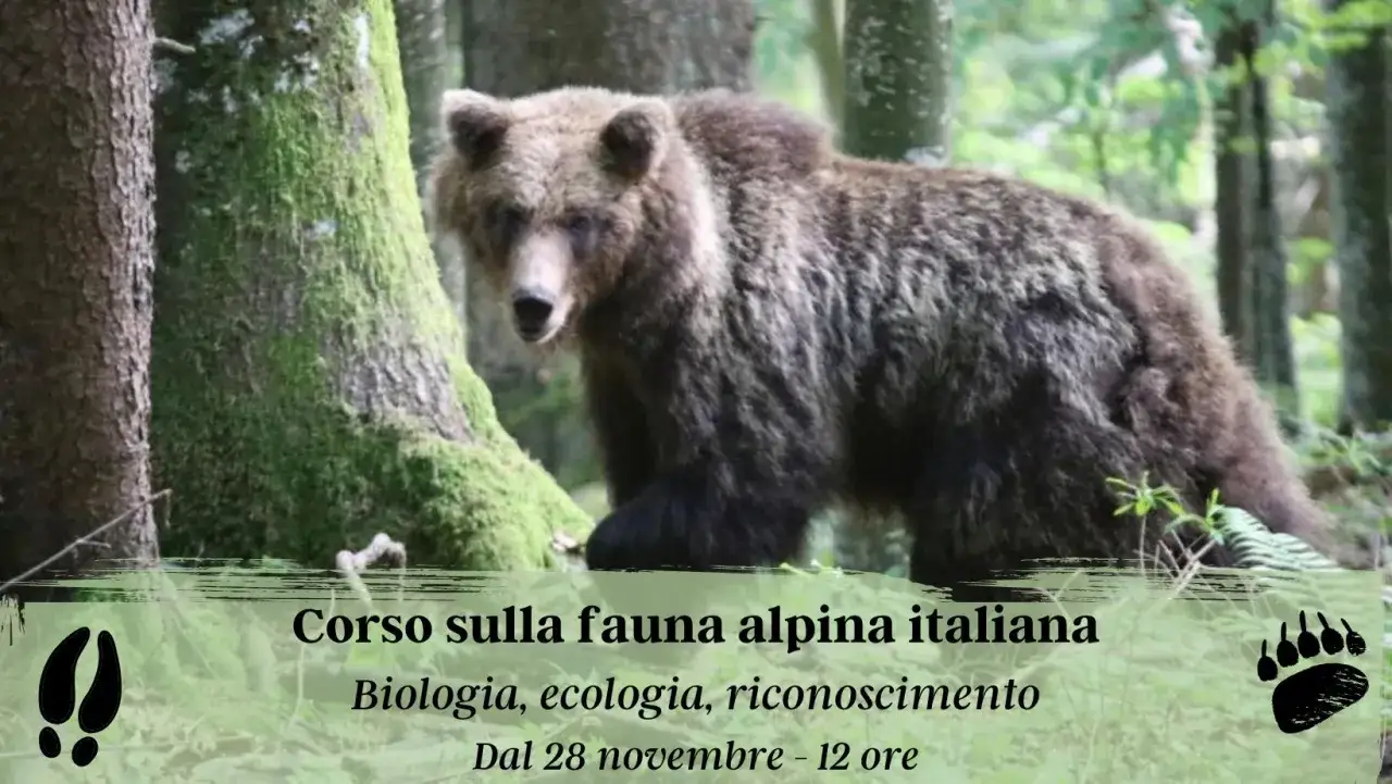 fauna alpina italiana orso lupo stambecco