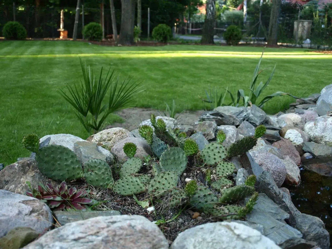 Mrozoodporna opuncja w polskim ogrodzie