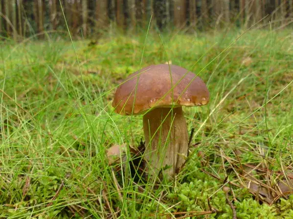 Bory Tucholskie grzyby agroturystyka jesień