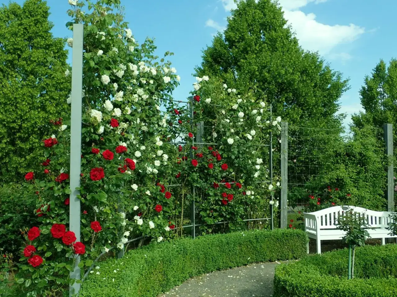 r&oacute;że pnące kwitnący ogr&oacute;d