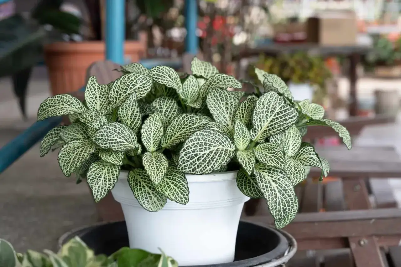 Piękna kalatea w białej doniczce, z liśćmi przypominającymi siateczkę. Wygląda jakby kot ją ozdobił.