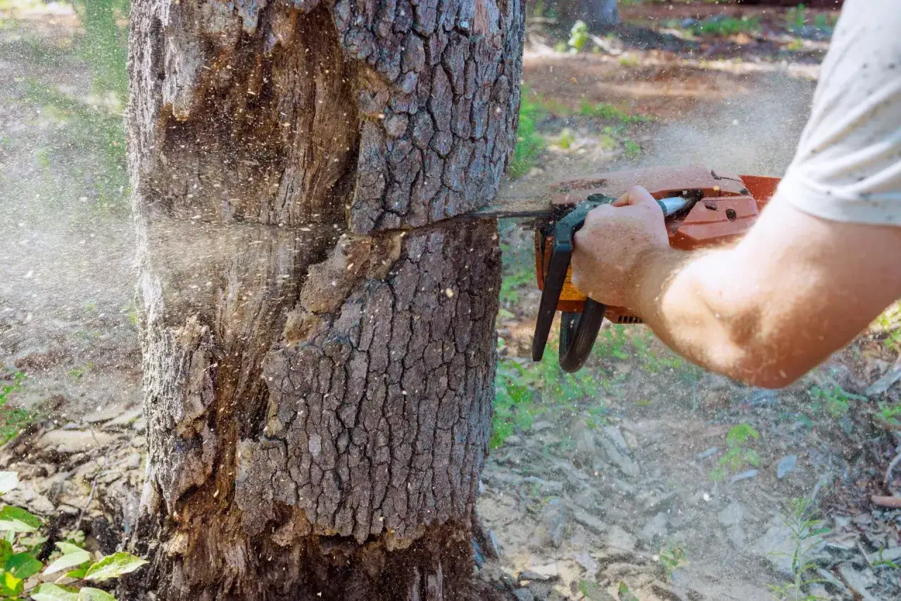 Wycinka drzew na działce rolnej. Piła łańcuchowa tnie pień, sypią się trociny.