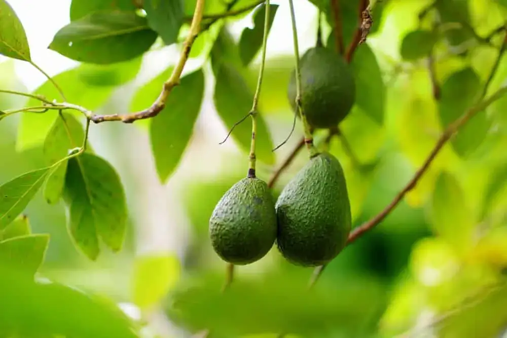 Problem wody uprawa awokado