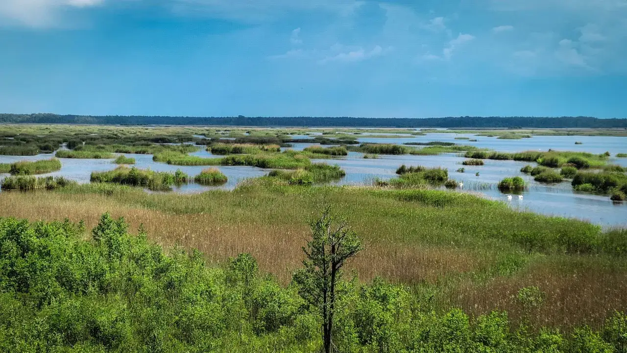 Rozległe mokradła i jeziora w Parku Narodowym Kemeri, porośnięte trzciną i zielenią, pod błękitnym niebem.