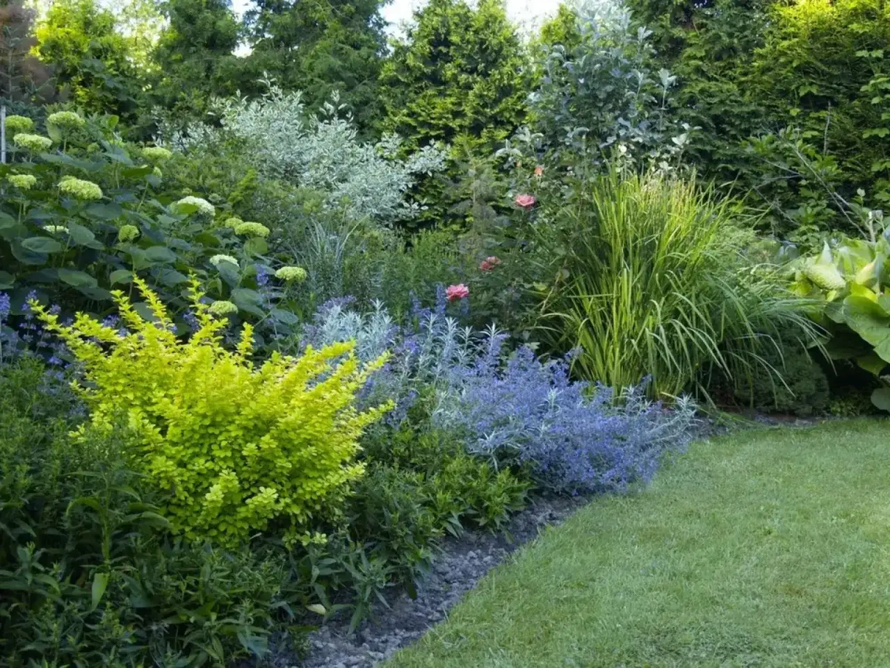 Kolorowe krzewy i byliny na gliniastą glebę: ż&oacute;łty berberys, niebieska kocimiętka, hortensje i trawy ozdobne tworzą bujny ogr&oacute;d.