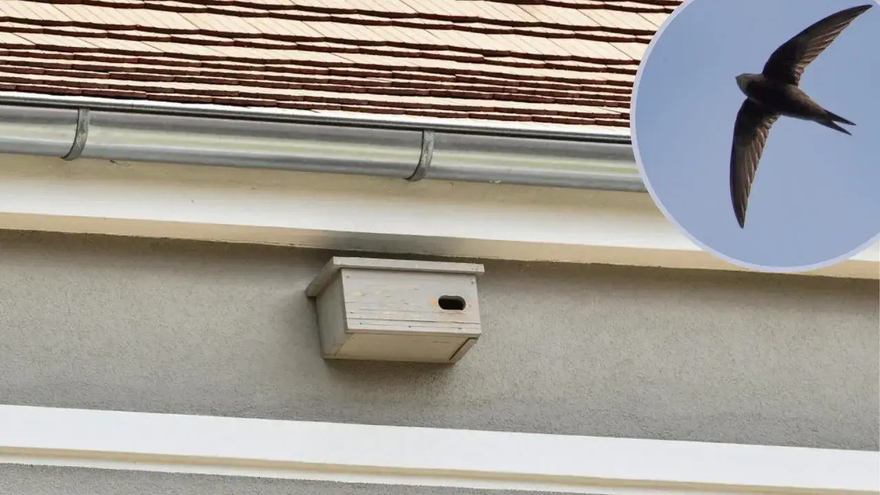 budki lęgowe dla jerzyk&oacute;w i jask&oacute;łek montaż