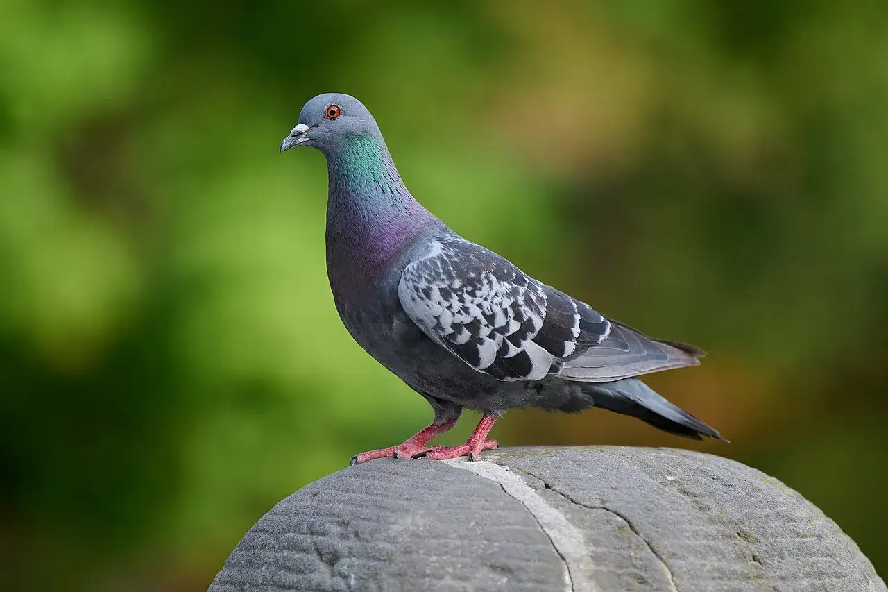 Gołąb na kamieniu, zastanawia się, gdzie zimują gołębie.