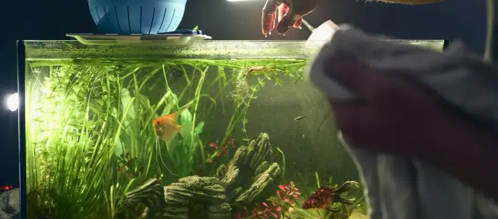 przekarmione ryby akwariowe, brudne akwarium glony
